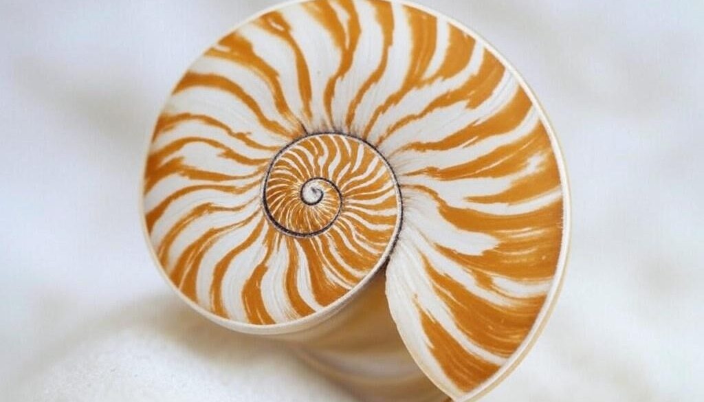 A seashell representing the golden ratio