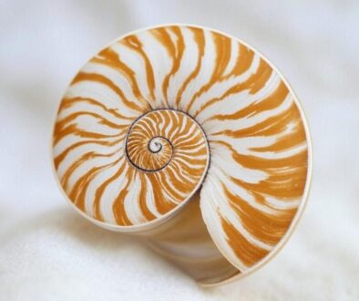 A seashell representing the golden ratio