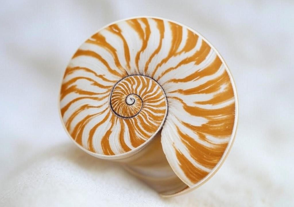 A seashell representing the golden ratio